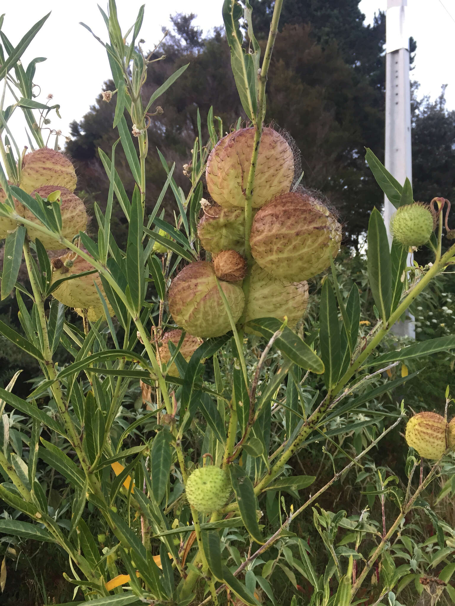 Plancia ëd Gomphocarpus physocarpus E. Meyer