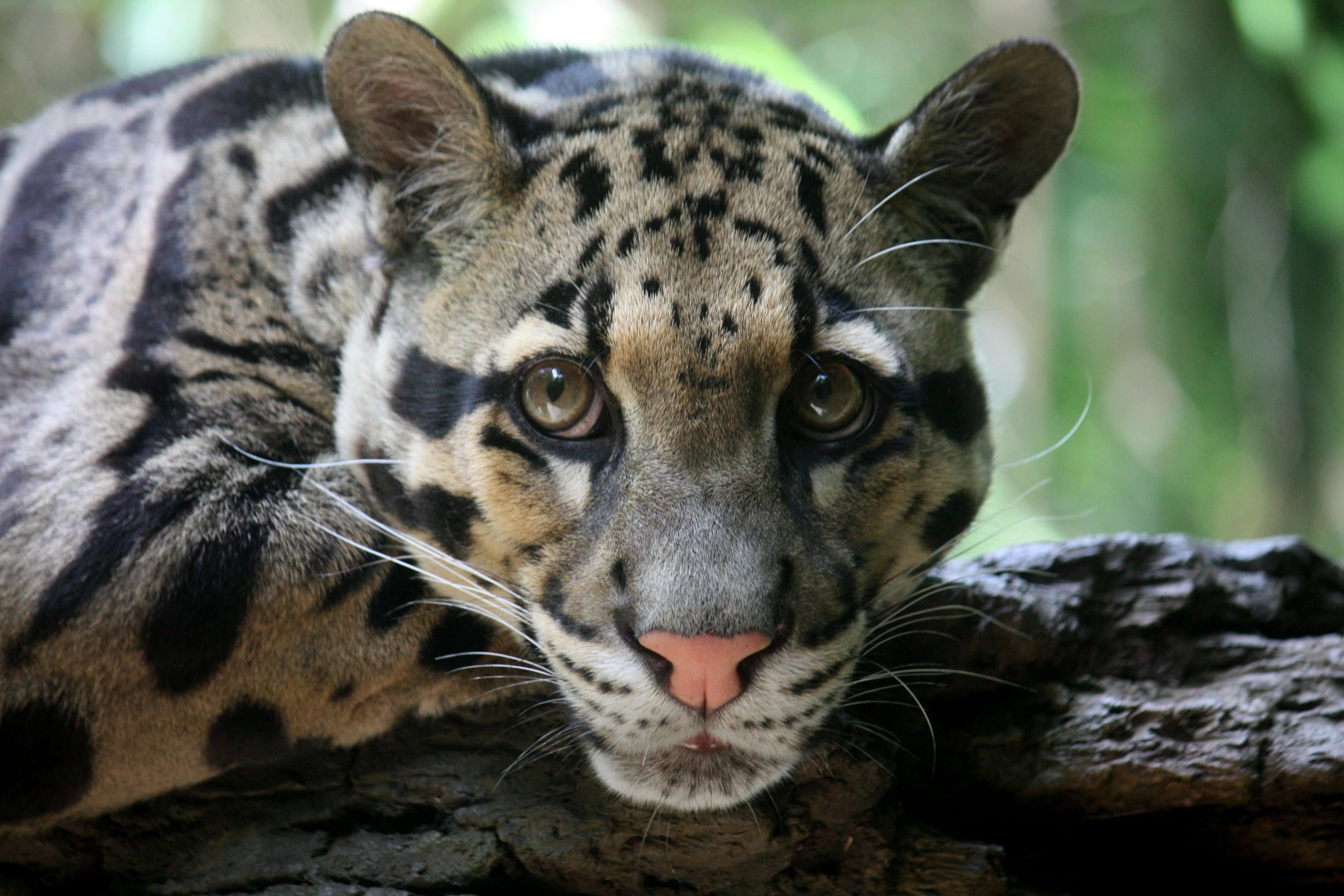 Image of clouded leopard