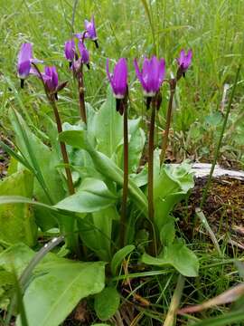 Plancia ëd Dodecatheon jeffreyanum K. Koch