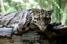Image of clouded leopard