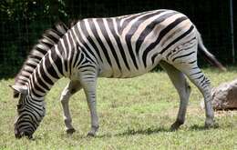 Image of Burchell's zebra