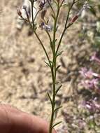 Plancia ëd Ipomopsis guttata (A. Gray) R. Moran