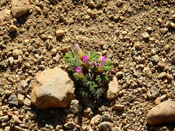 Слика од Oxalis adenophylla Gill.