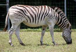 Image of Burchell's zebra