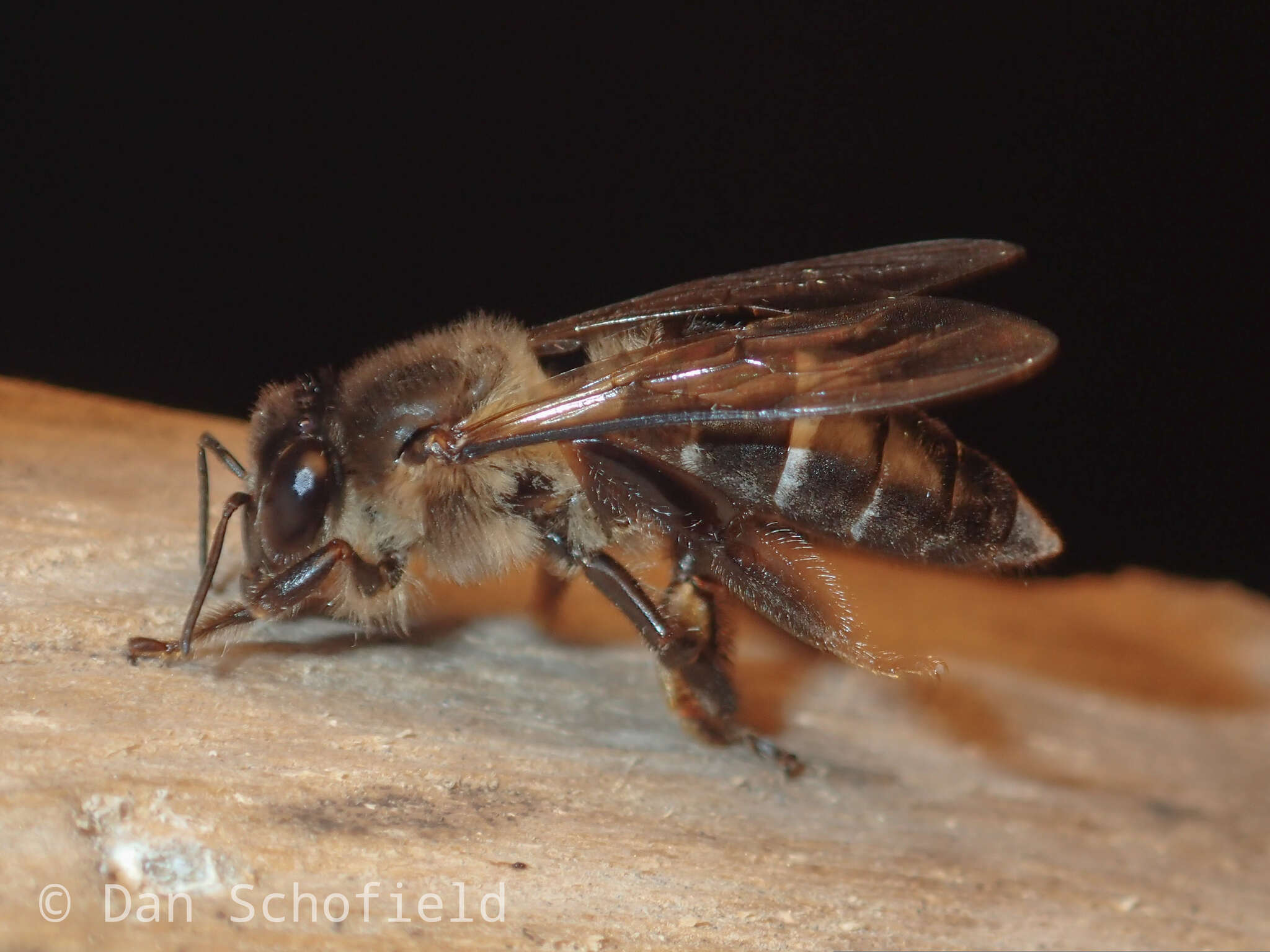 Image of Apis dorsata binghami Cockerell 1906