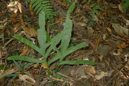 Image of Microsorum latilobatum Hennipman & Hett.