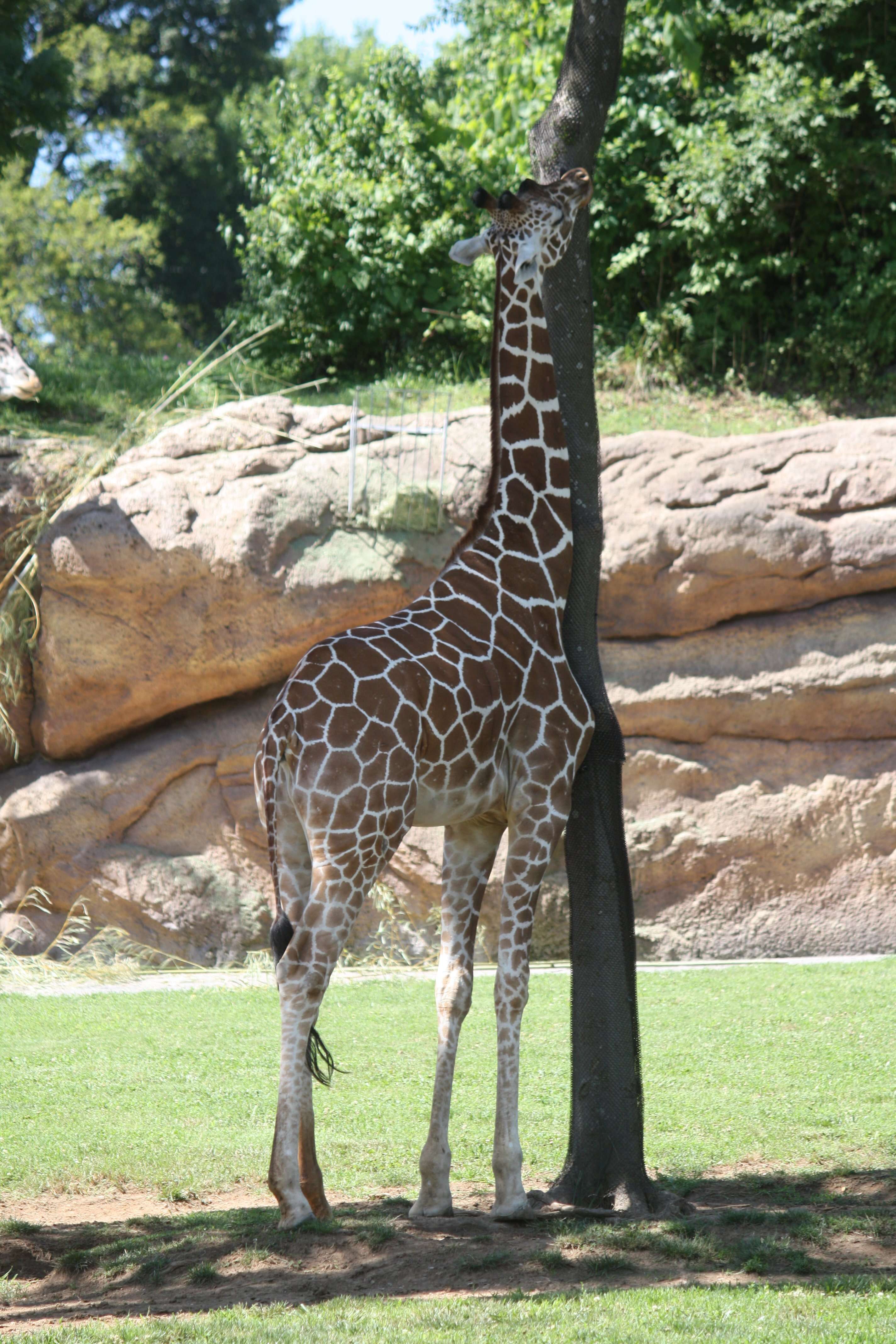 Plancia ëd Giraffa reticulata de Winton 1899