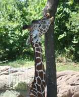 Image of reticulated giraffe