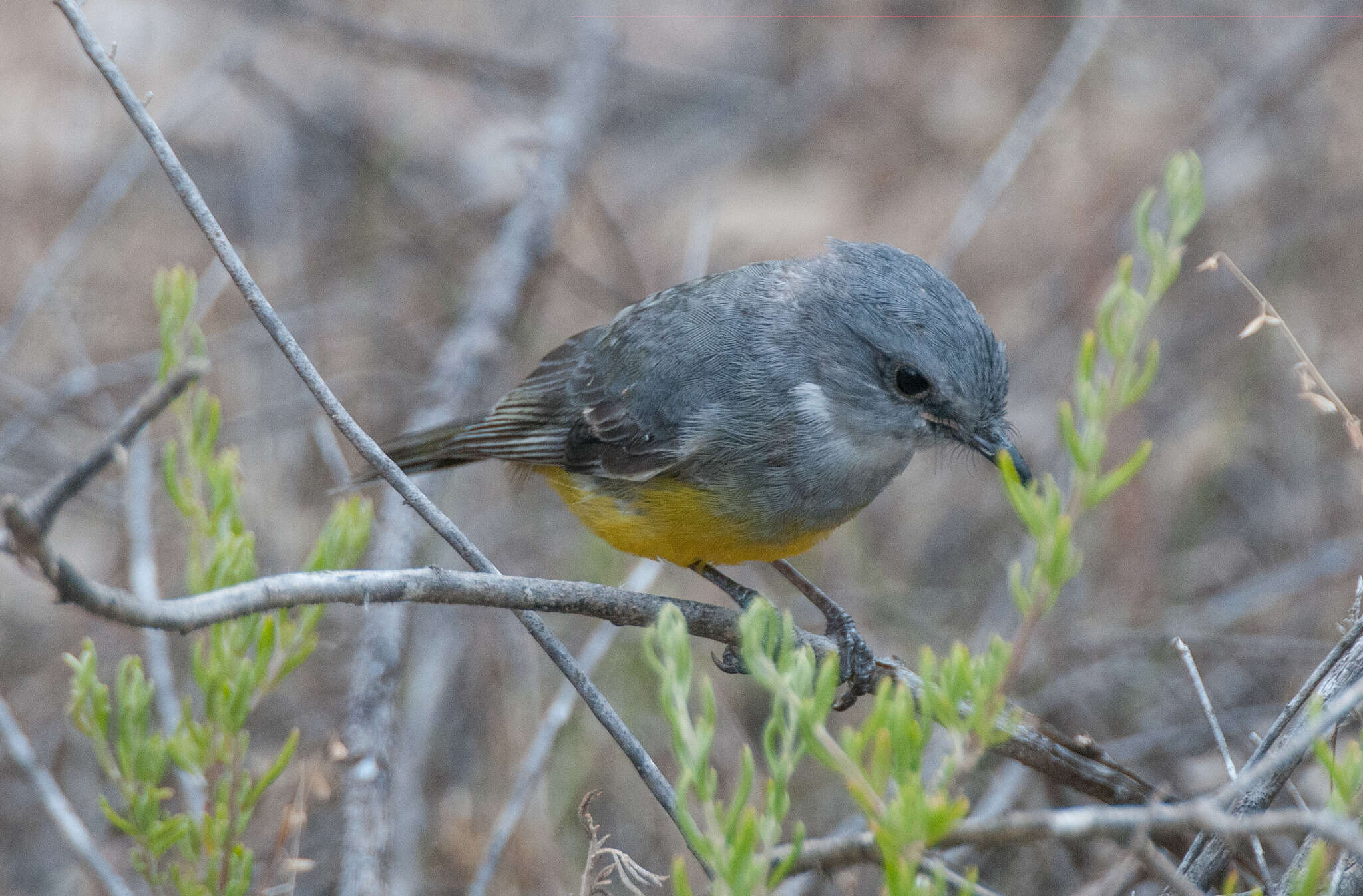 Image of Grey-breasted Robin