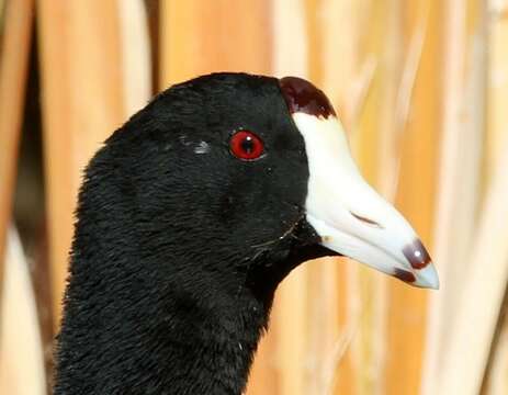 Image of North American Coot