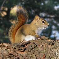 Image of pine squirrel