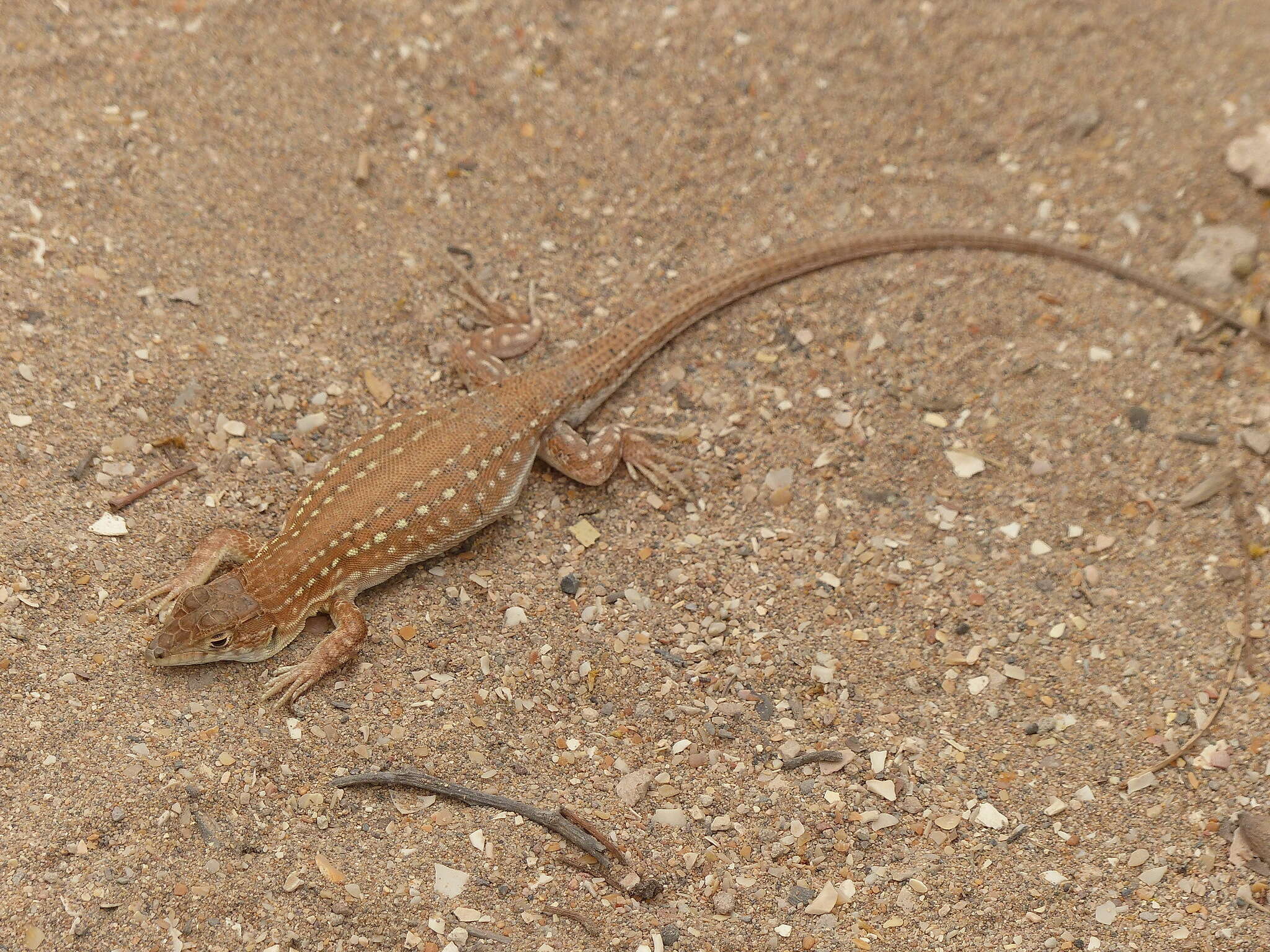 Plancia ëd Acanthodactylus margaritae Tamar, Geniez, Brito & Crochet 2017