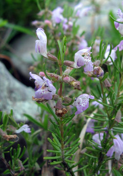 Image of Cumberland false rosemary