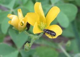 Image of Acmaeodera tubulus (Fabricius 1801)