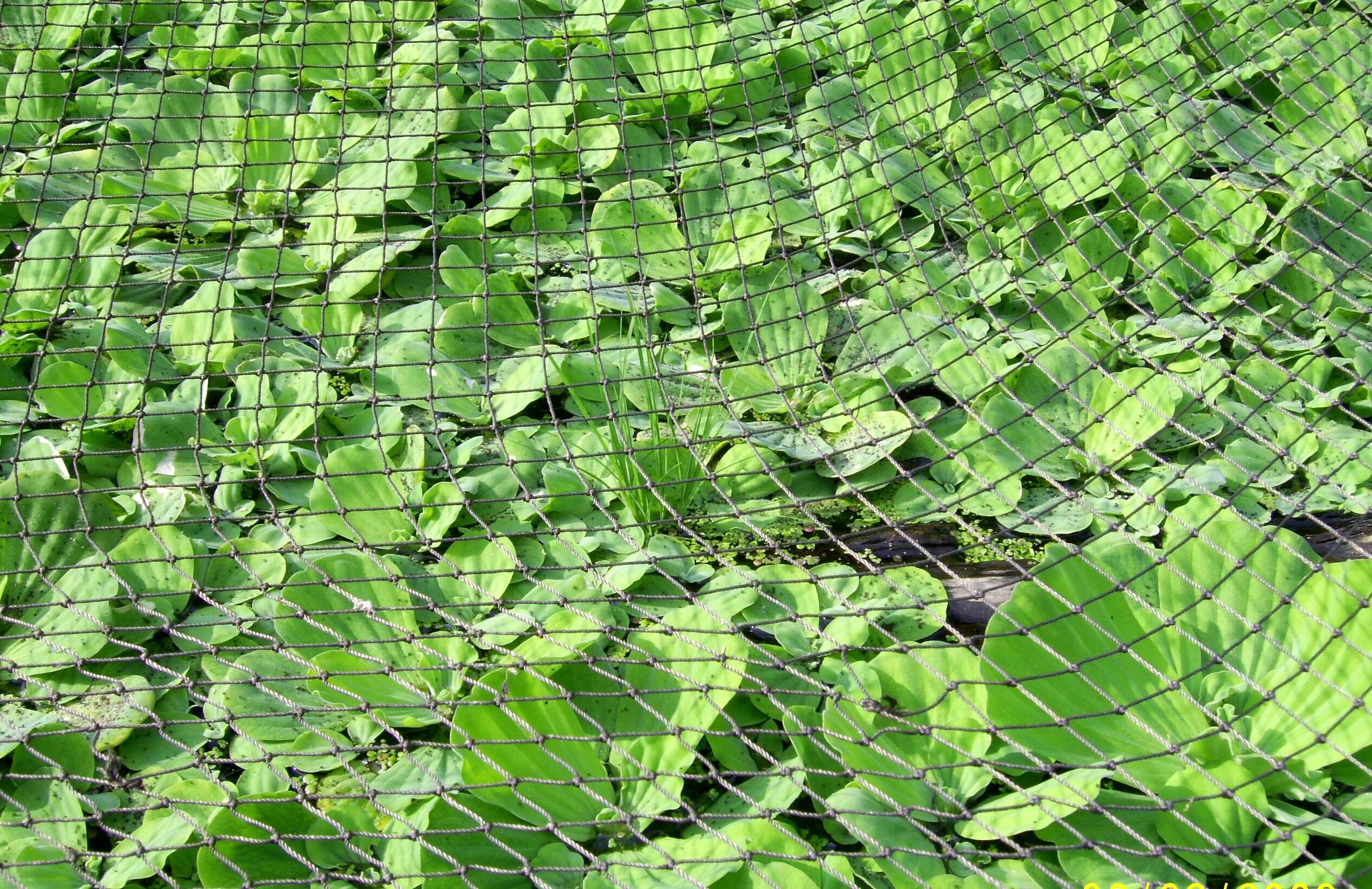 Image of pistia