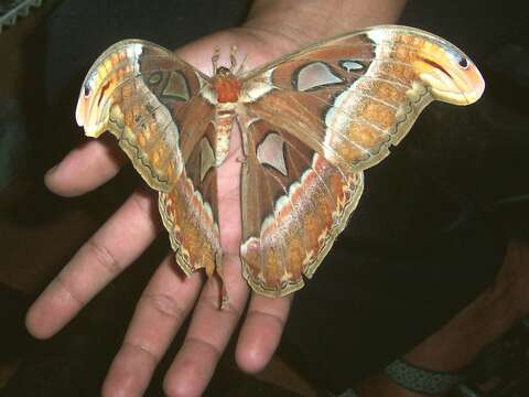 Image of atlas moth