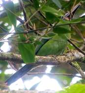 Image of Chestnut-tipped Toucanet