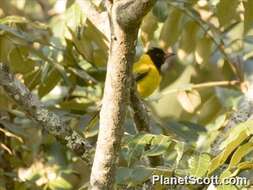 Image of Black-tailed Oriole
