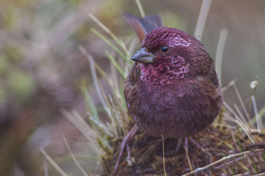 Image of Dark-rumped Rosefinch