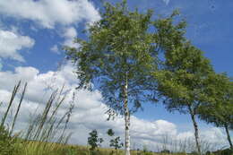 Image of Black Birch