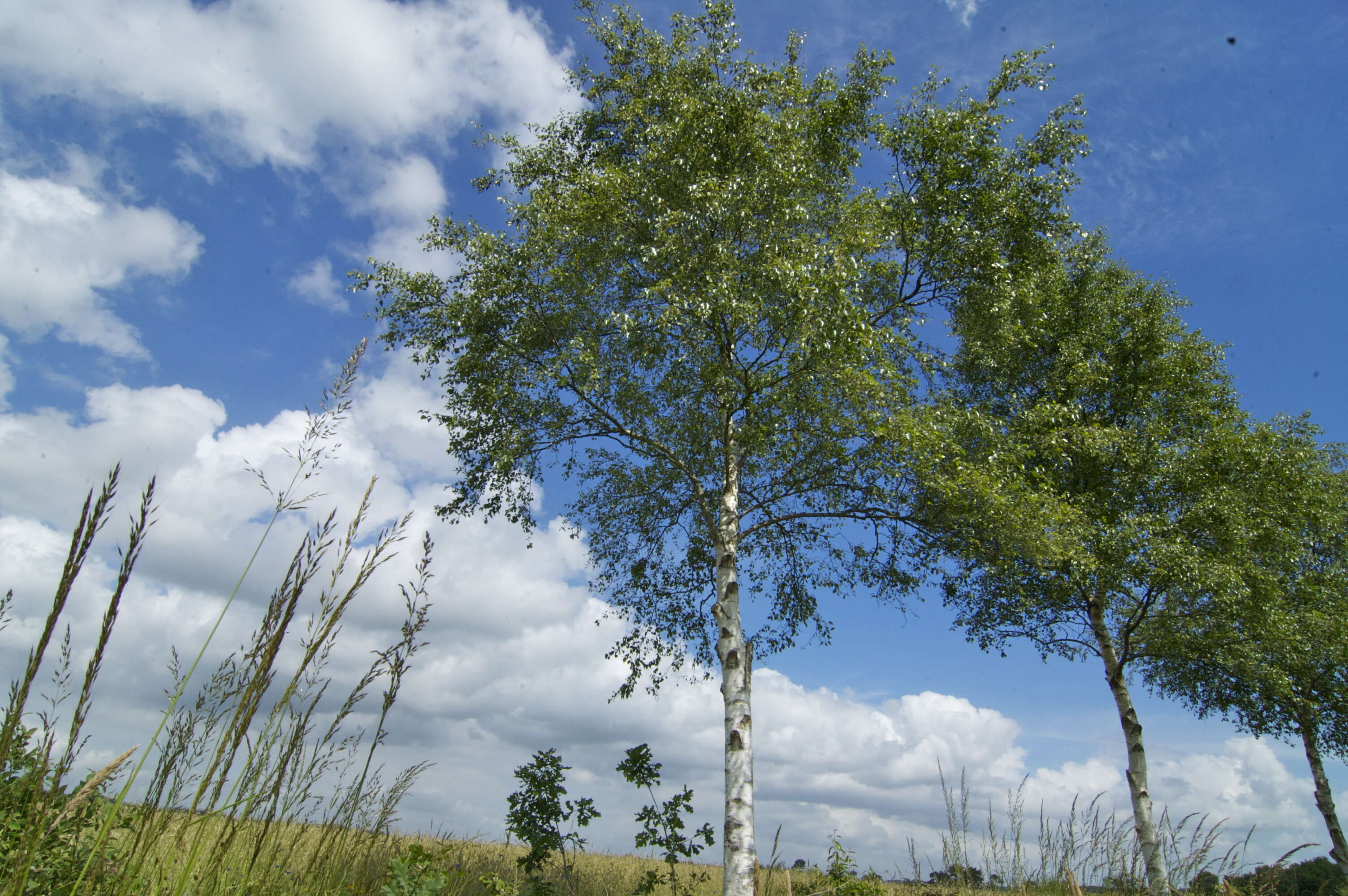 Image of Black Birch