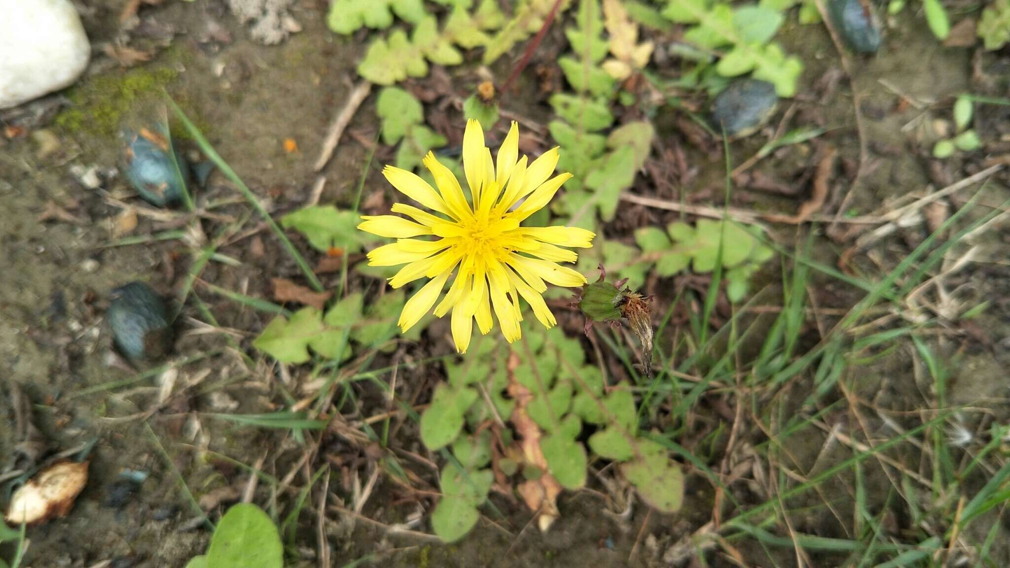 Image of Taraxacum formosanum Kitam.