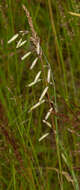 Image de Silene chlorantha (Willd.) Ehrh.