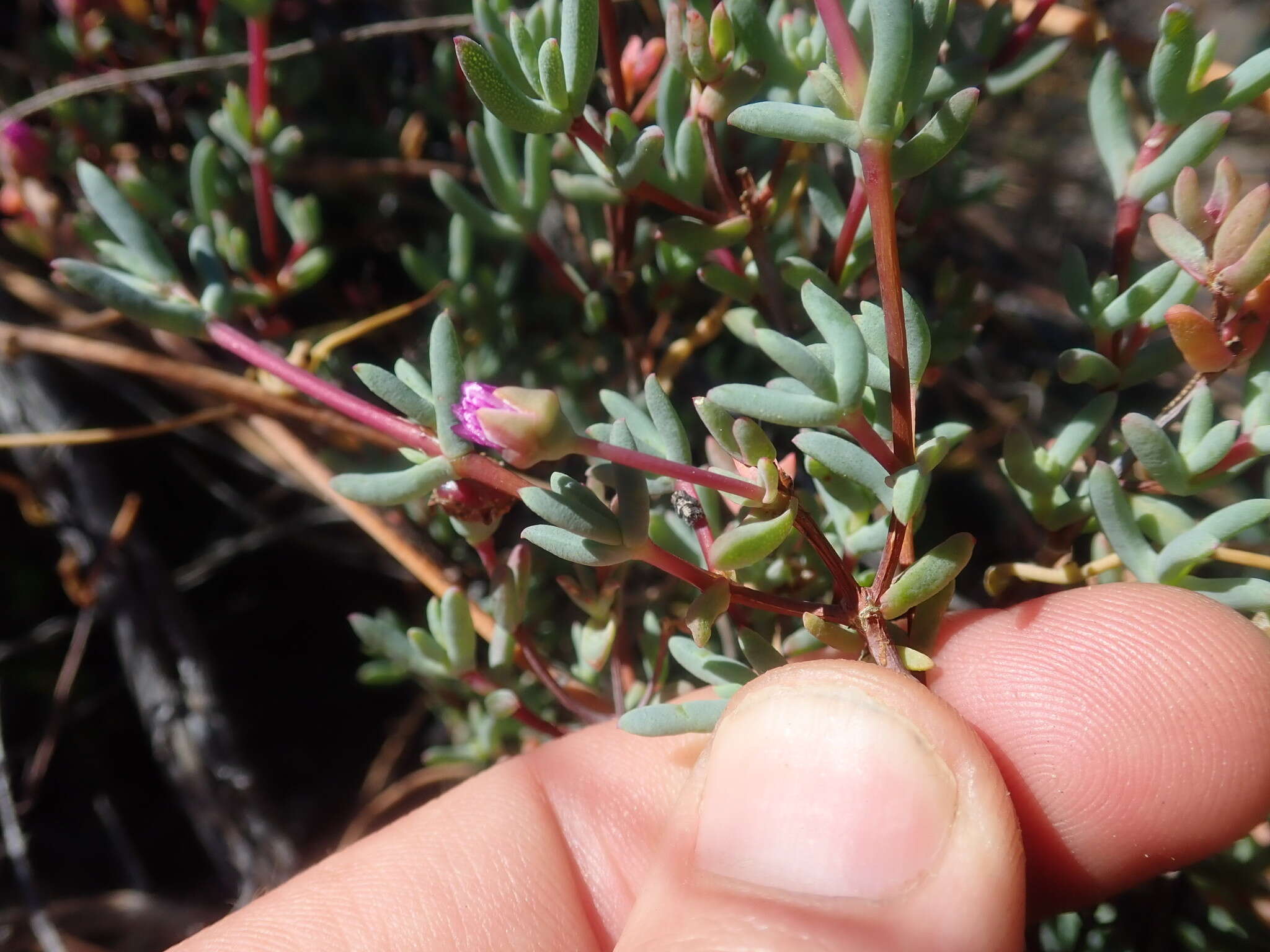 Image of Ruschiella argentea (L. Bol.) Klak