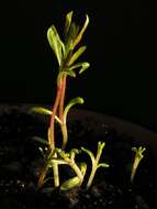 Image of fall phlox