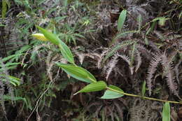 صورة Sobralia powellii Schltr.