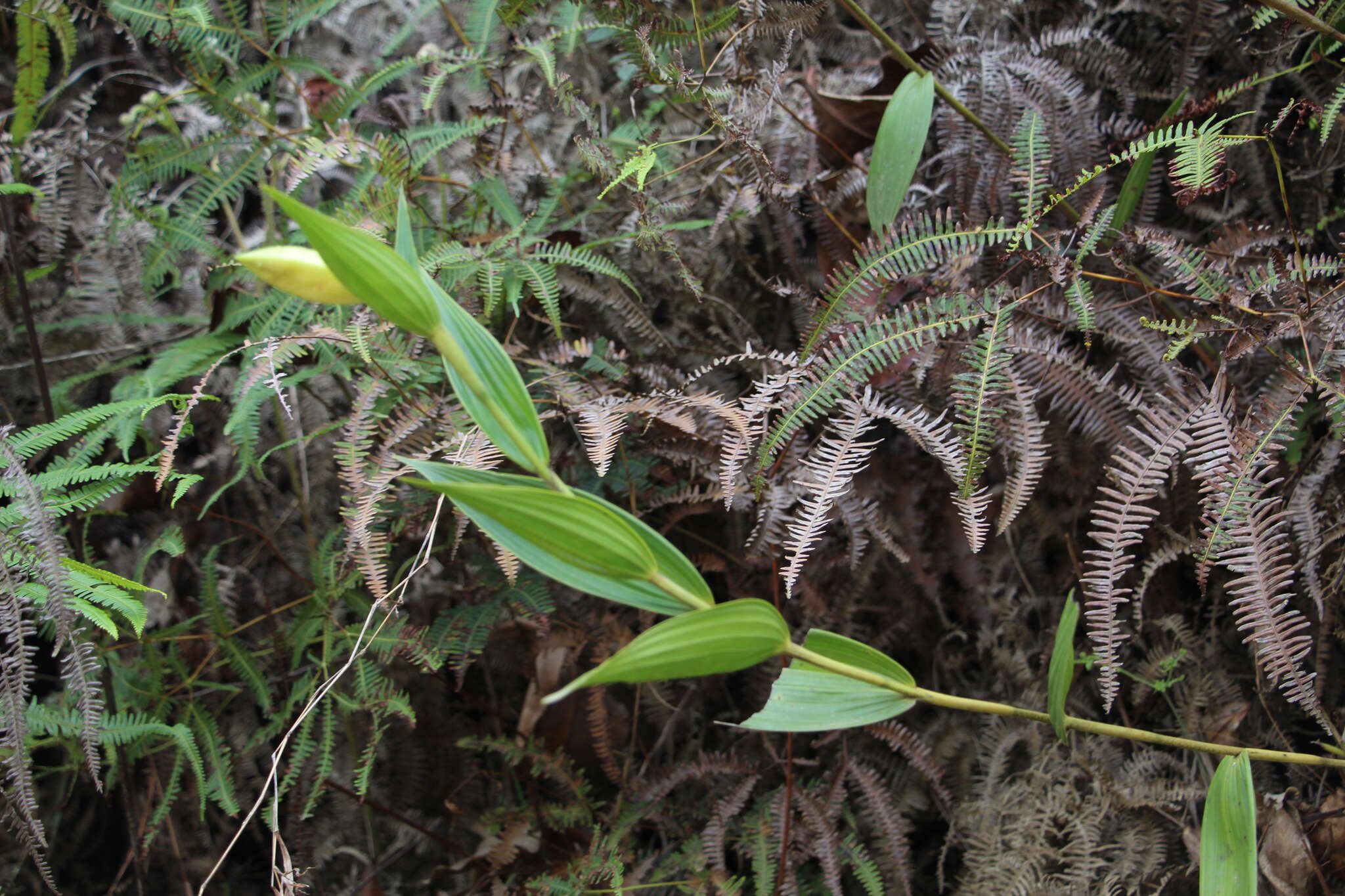 صورة Sobralia powellii Schltr.