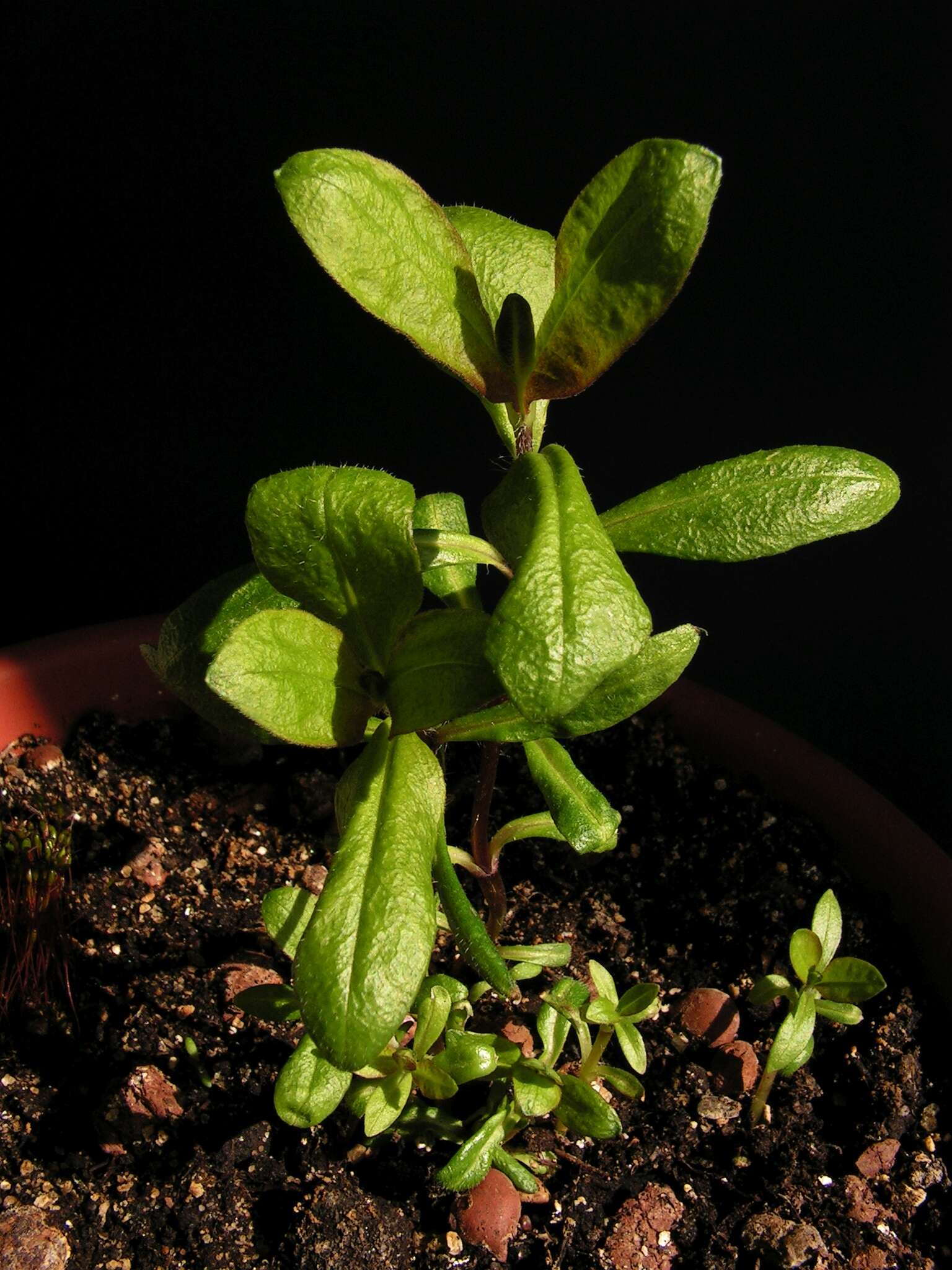 Image of fall phlox