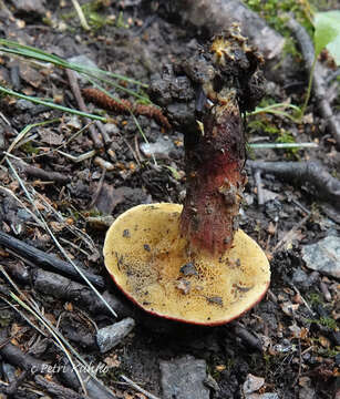 Image of Xerocomellus fennicus (Harmaja) Šutara 2008