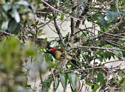 Image of Crimson-mantled Woodpecker