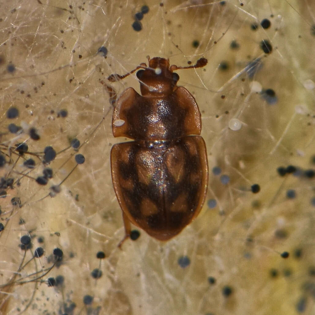 Image of Epuraea peltoides Horn 1879