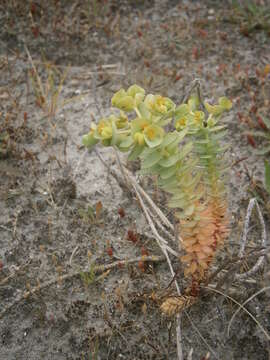 Plancia ëd Euphorbia paralias L.