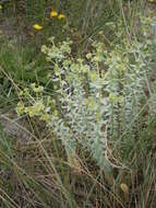 Image of sea spurge