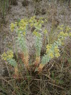 Image of sea spurge