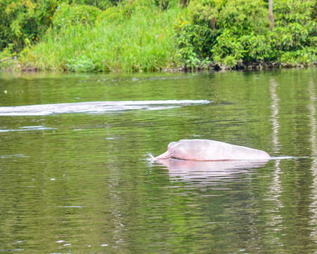 Image of Inia geoffrensis