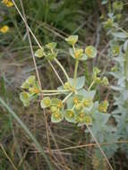 Image of sea spurge