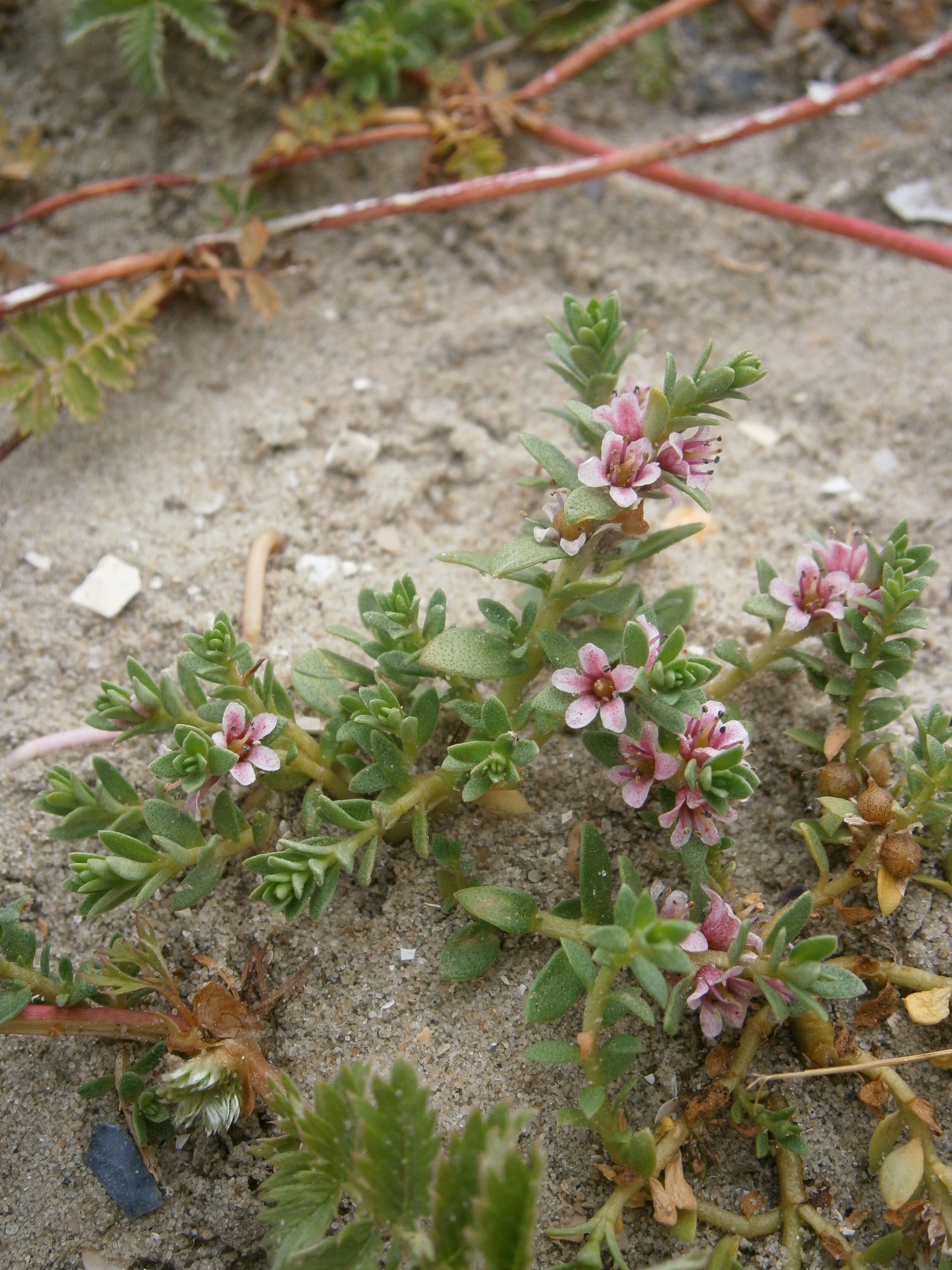 Image of black saltwort