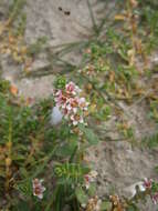 Image of black saltwort