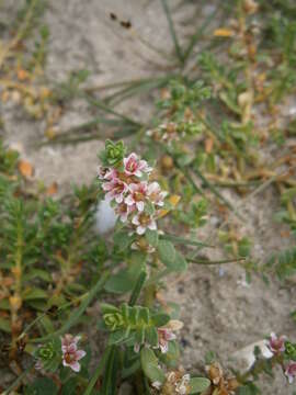 Image of black saltwort