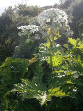 Image of Mantegazzi's Cow-Parsnip