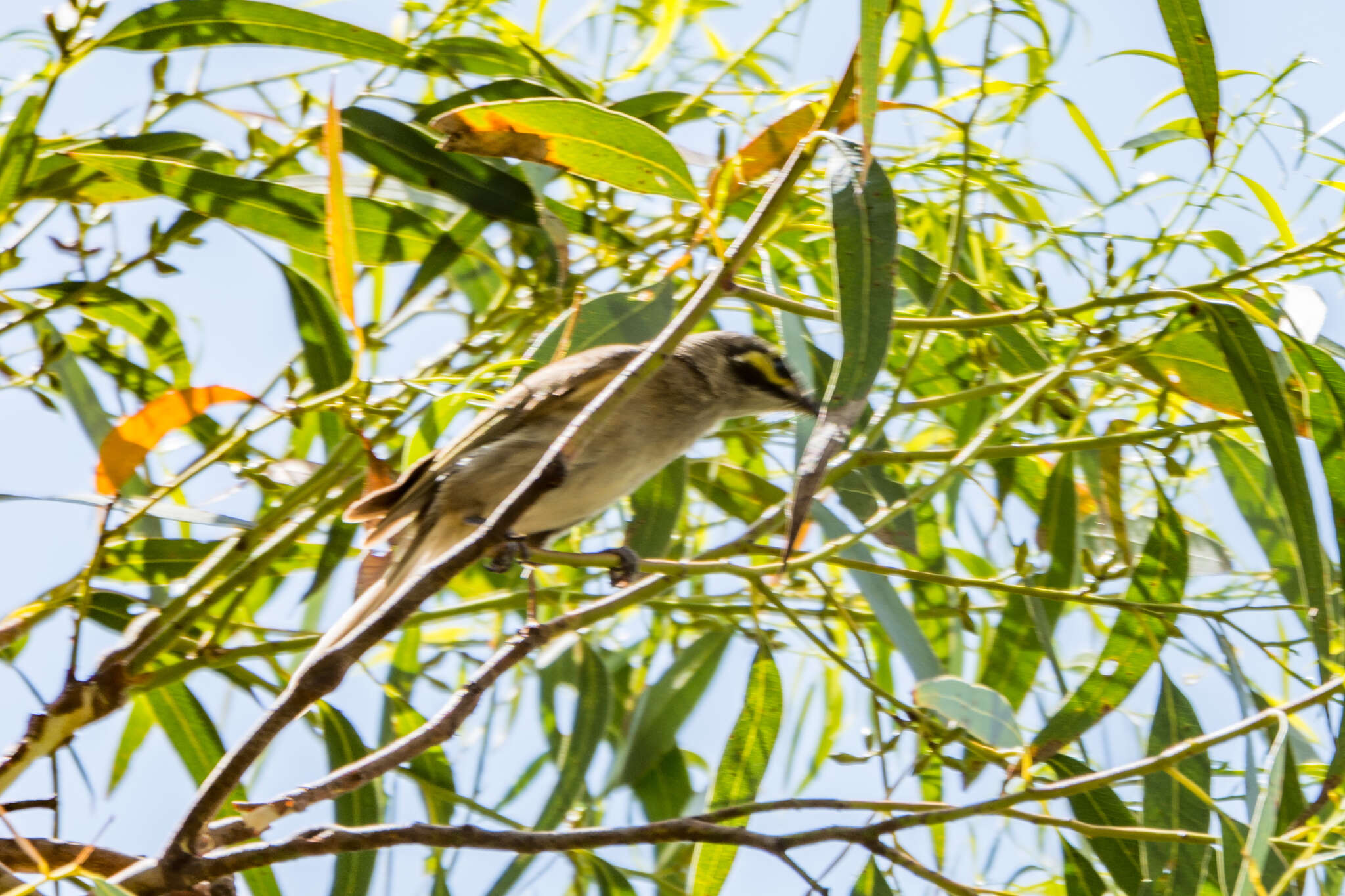 Image of Caligavis Honeyeaters