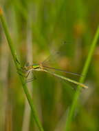 Image of Small Emerald Spreadwing