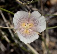 Calochortus striatus Parish resmi