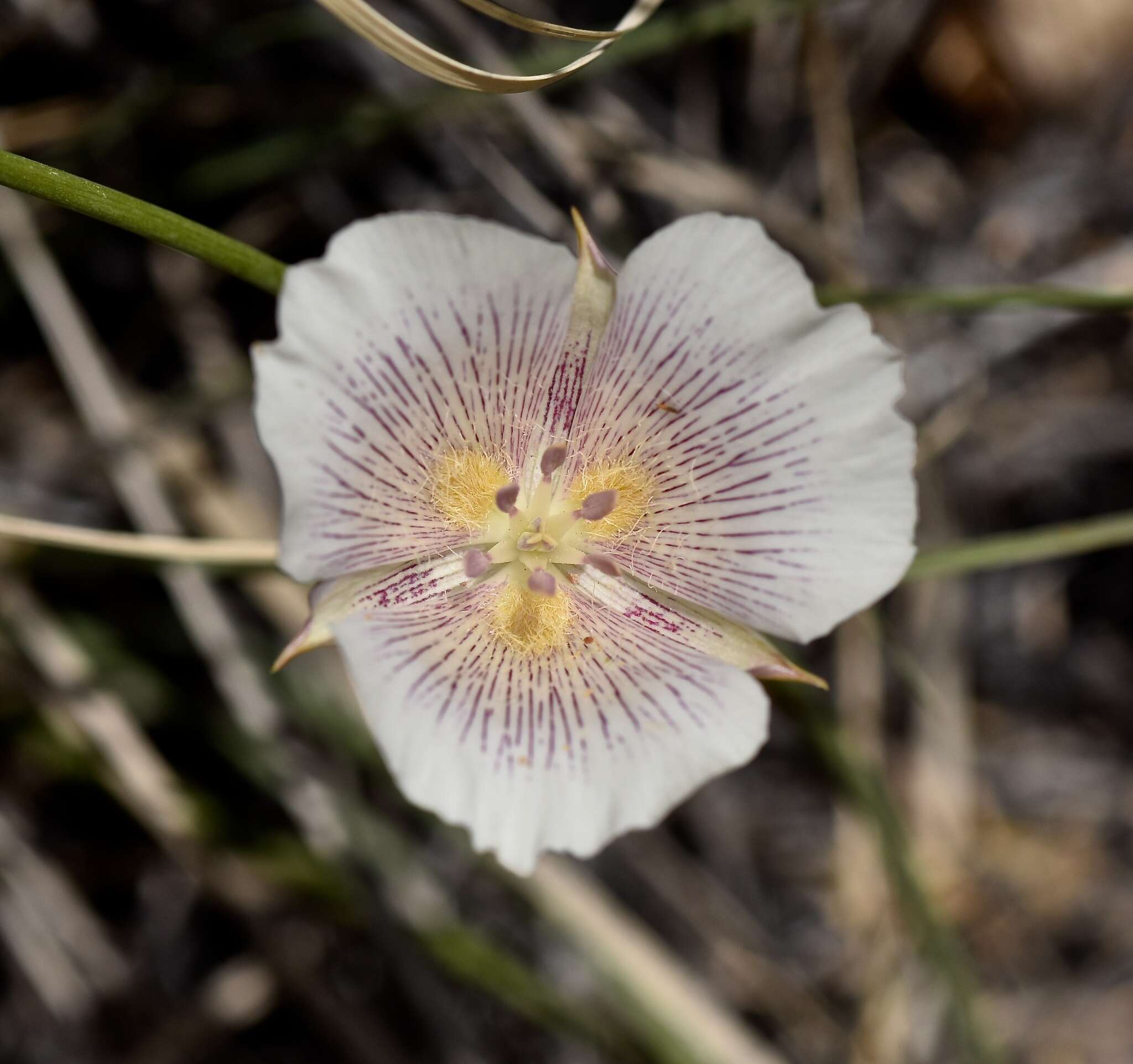 Image of alkali mariposa lily