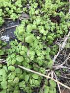 Image of Florida pellitory