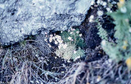 Image of Saxifraga erioblasta Boiss. & Reuter